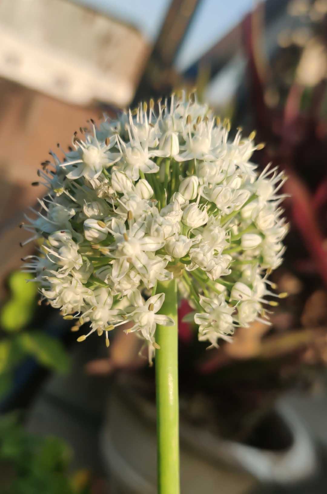 Allium- Common Name(s): Onion; Ornamental Onions