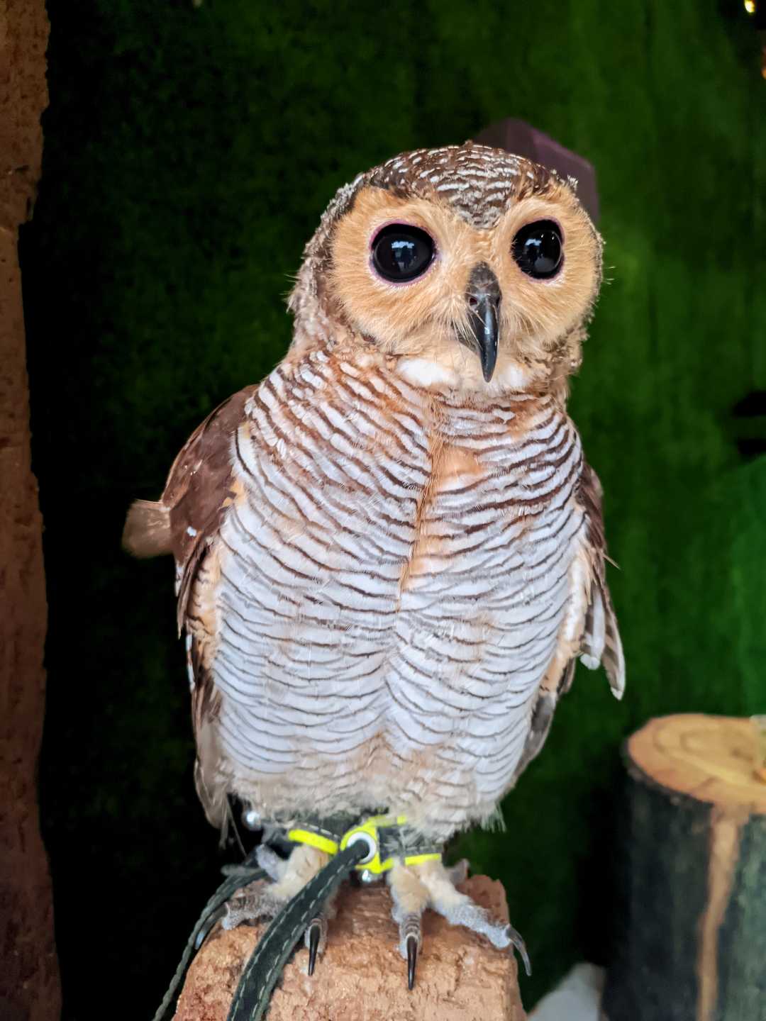 Burung hantu