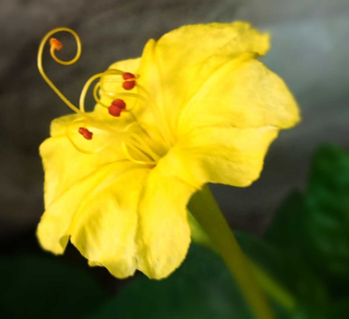 Bunga pukul 4