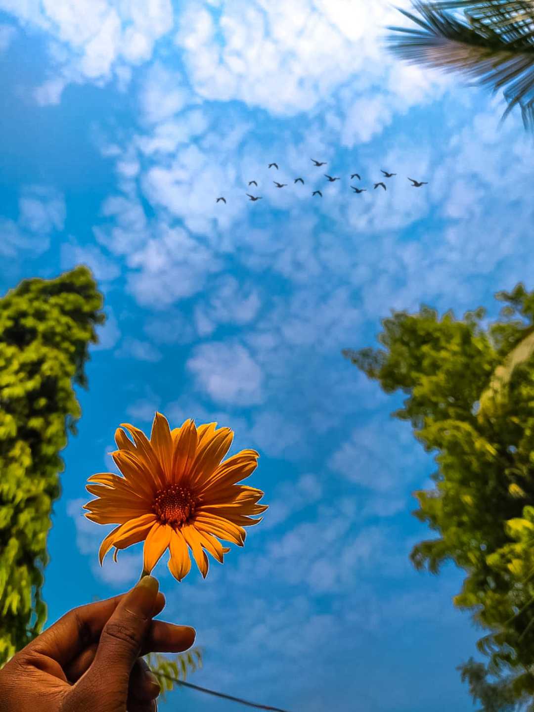 SUNFLOWER