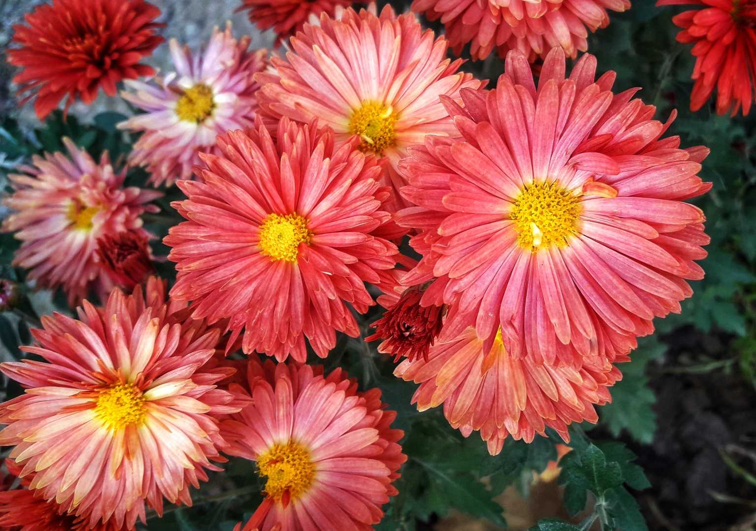 capturing flowers