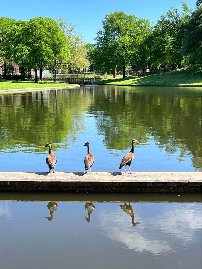 That Duck Park Lake