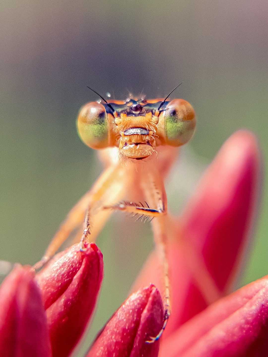 Damselflies 