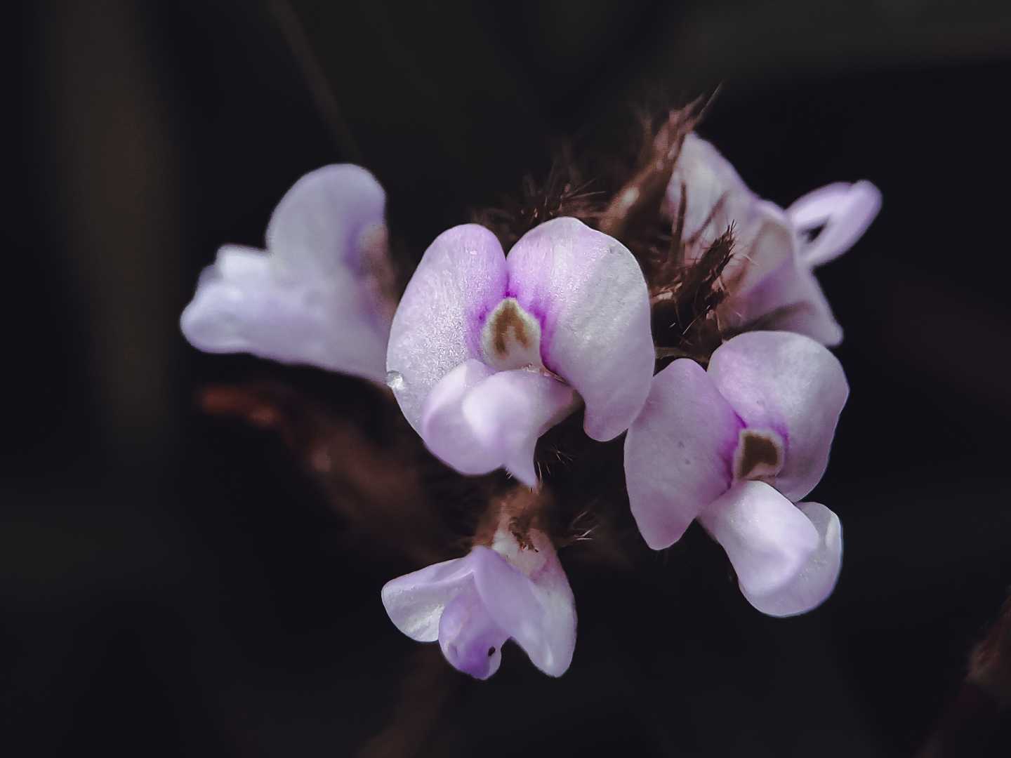 Glycine