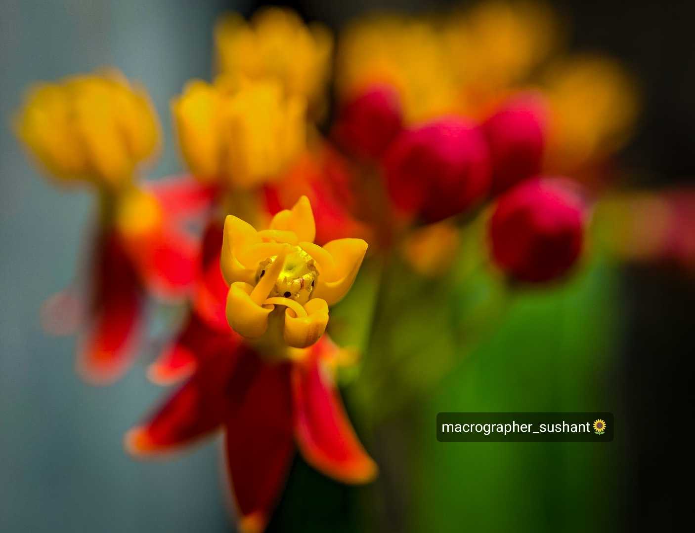 Beautiful flower 💐