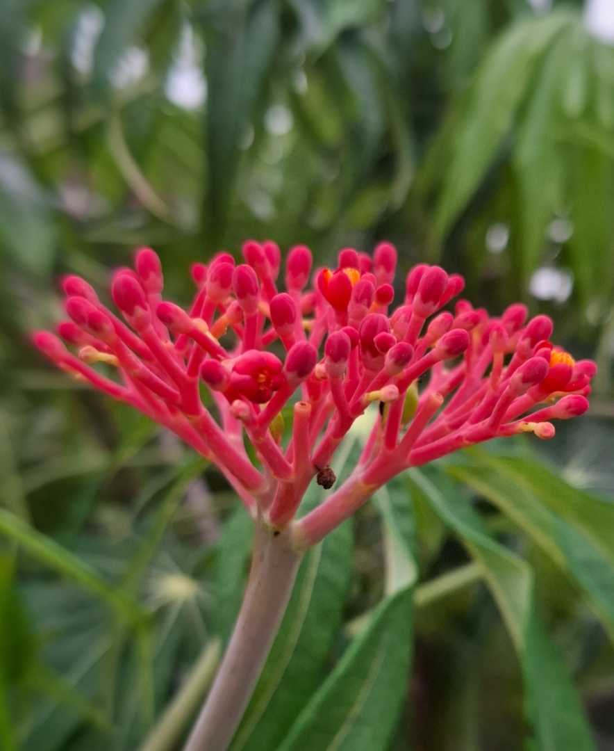 jarak bali