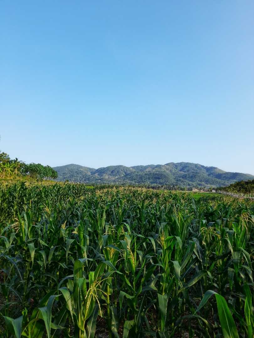 Kebun jagung