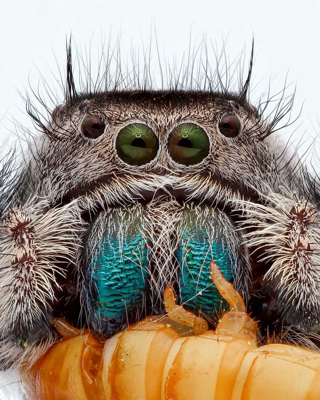 phidippus Adumbratus