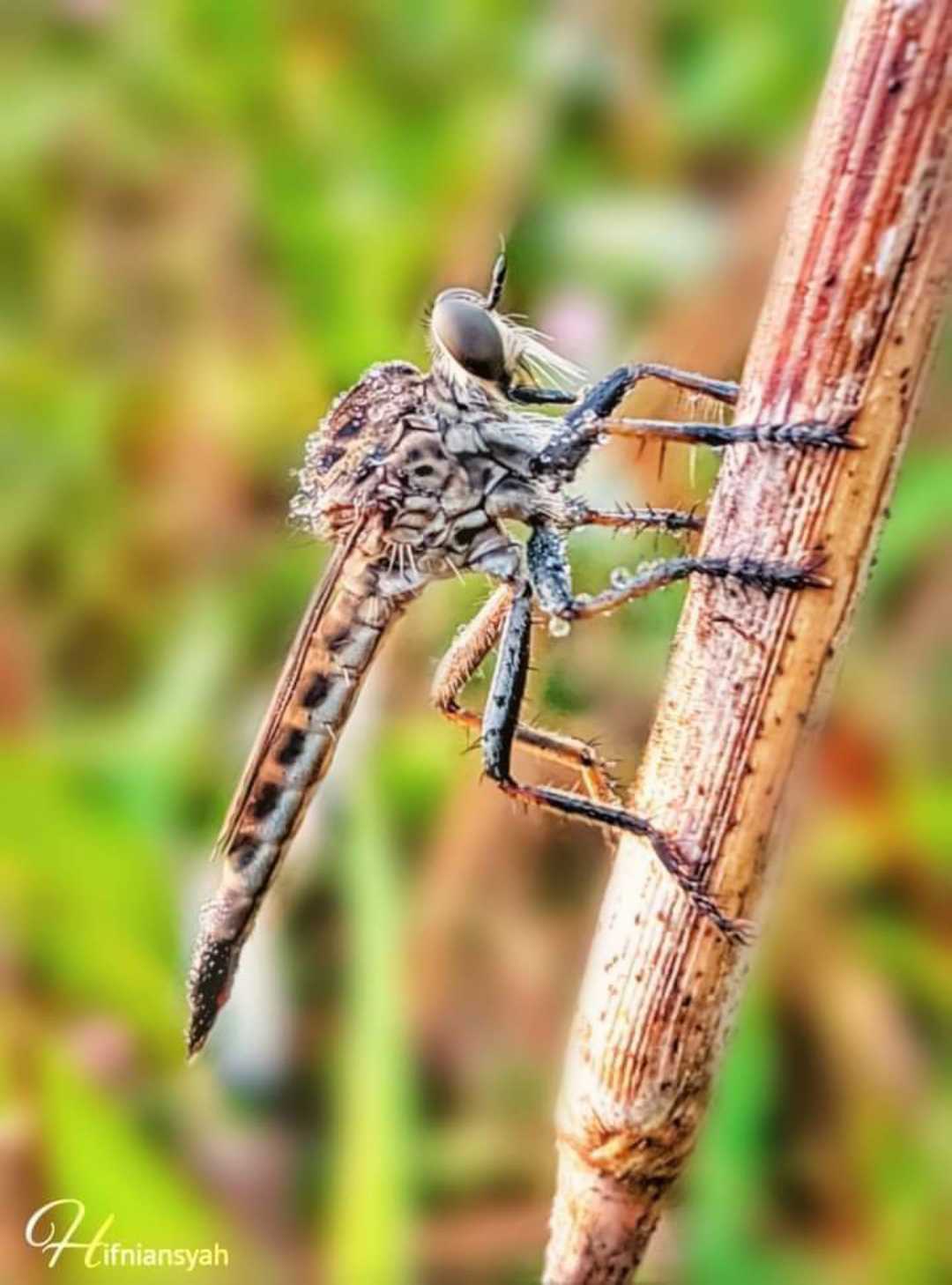 robberfly 🐝