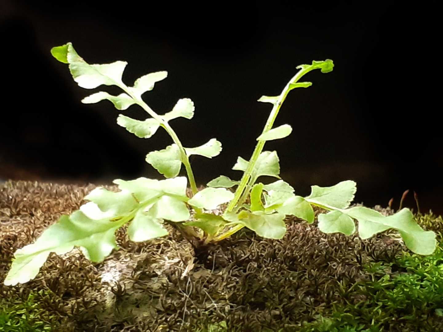 Asplenium ceterach