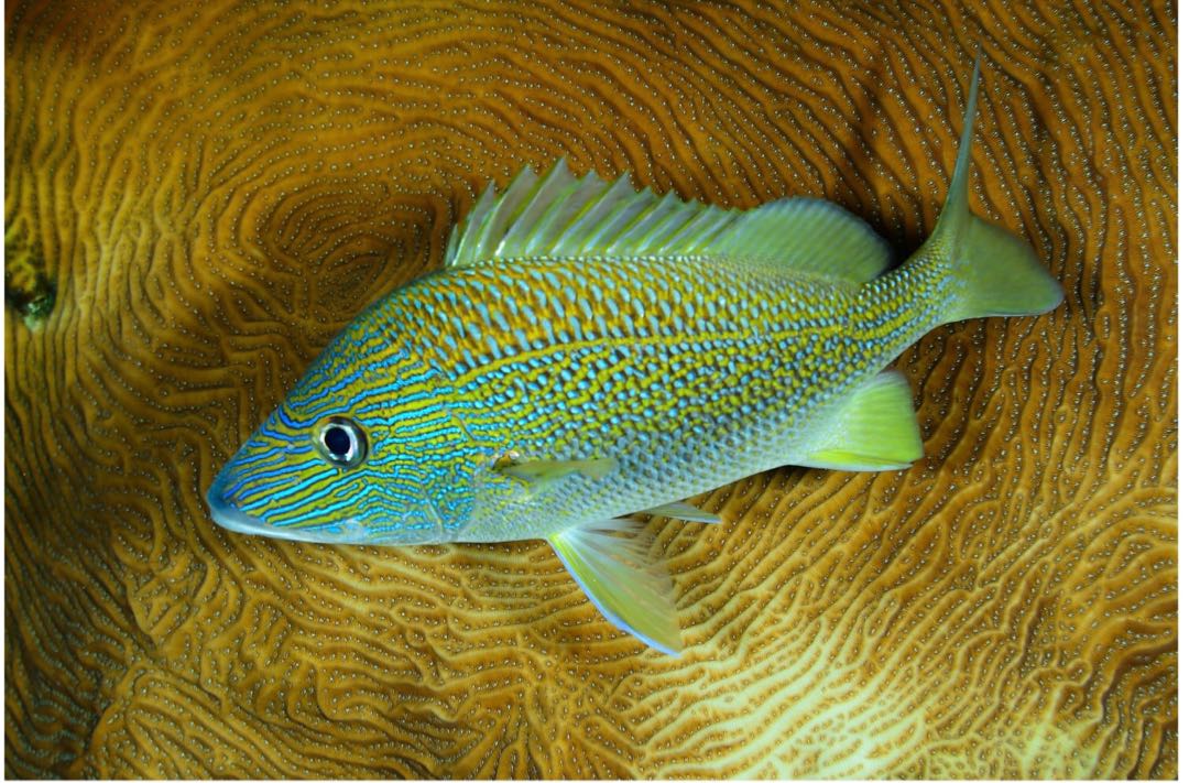 Cayo Guillermo 