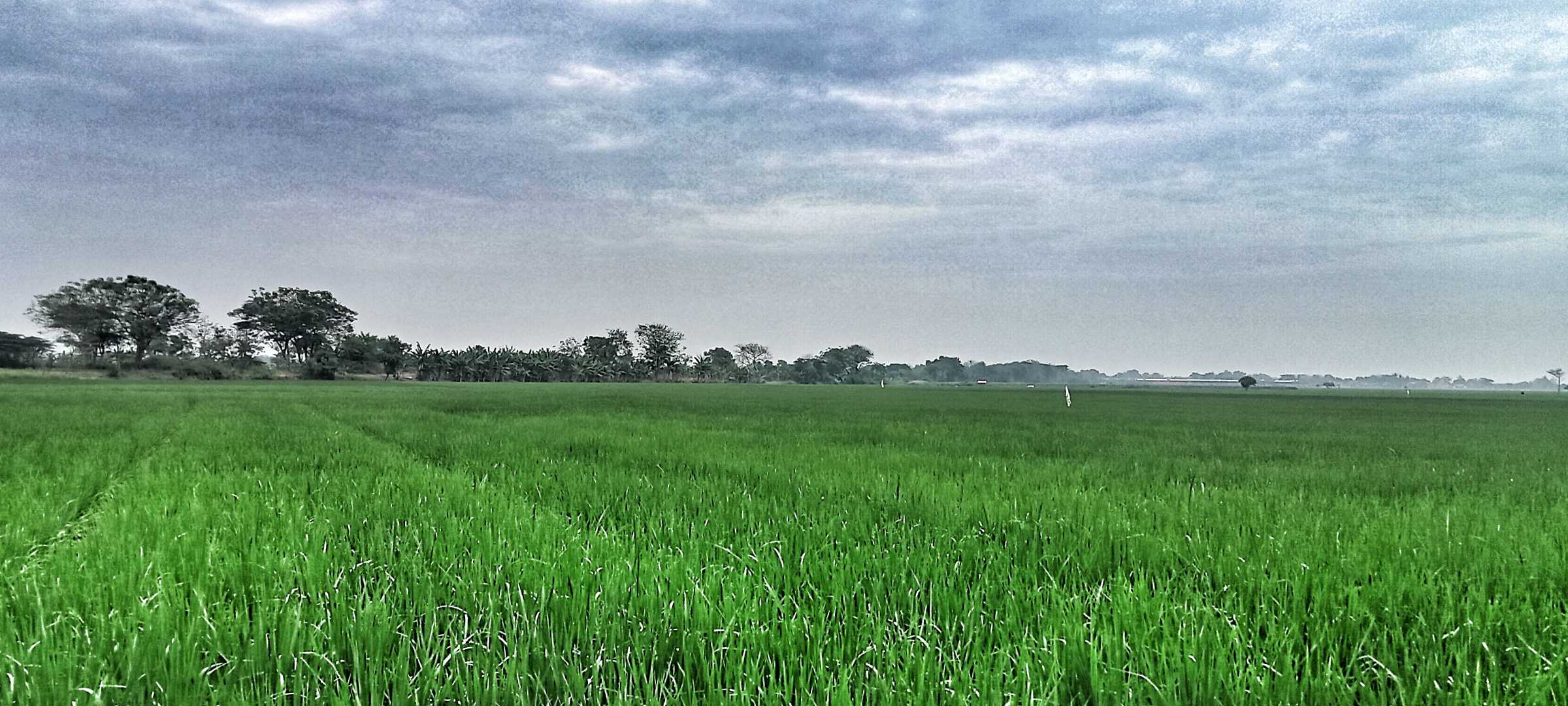 Hamparan sawah menghijau