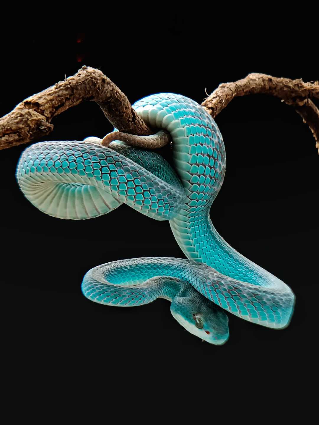 BLUE VIPER