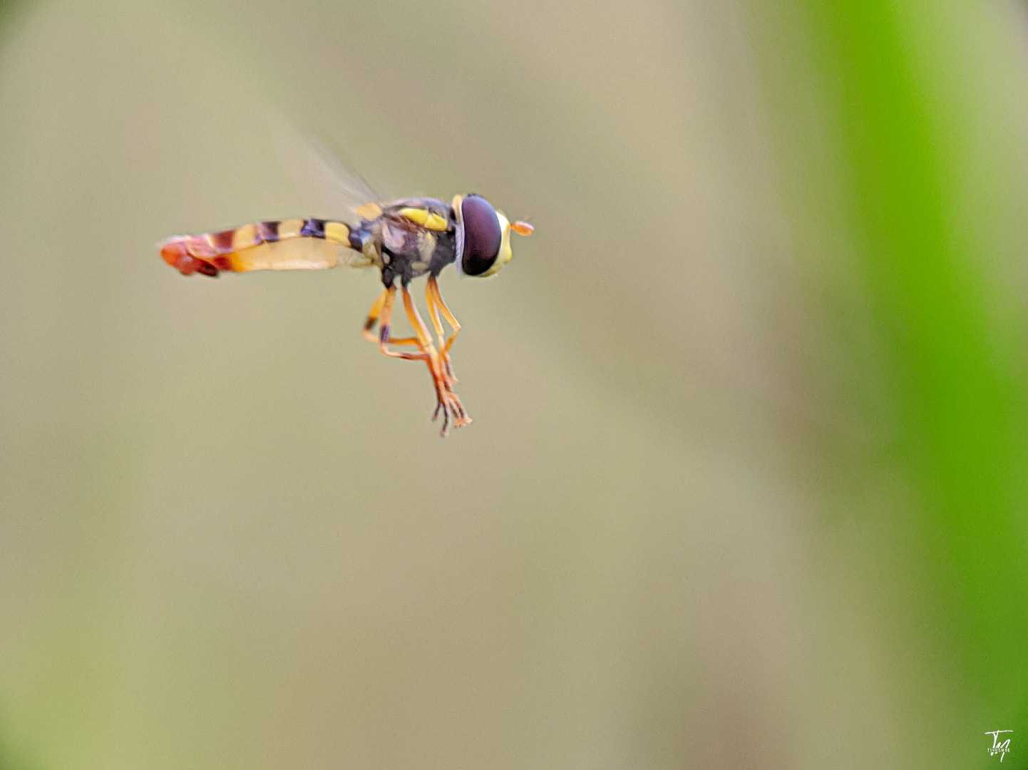 Allorapta
