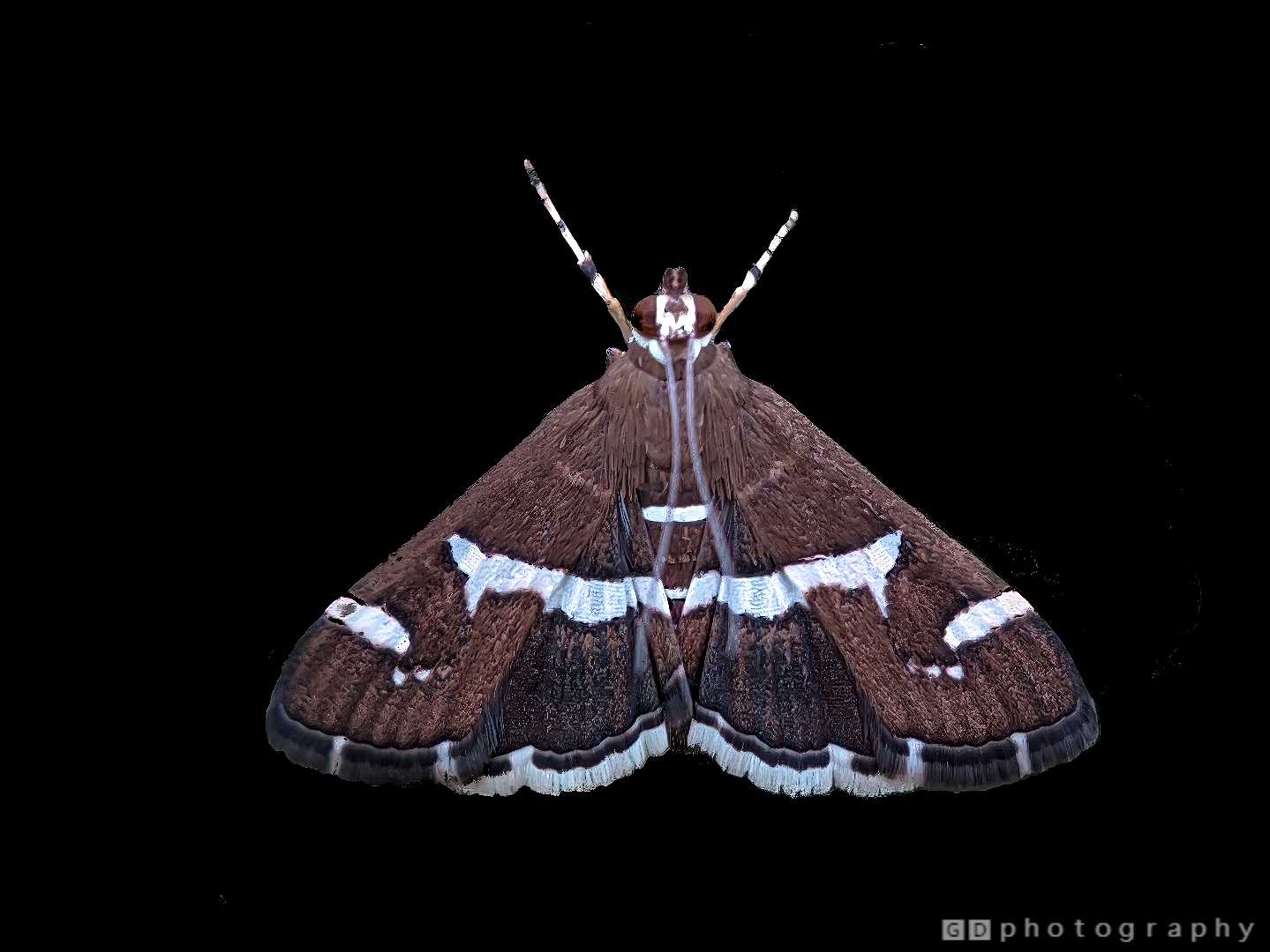 Moth 