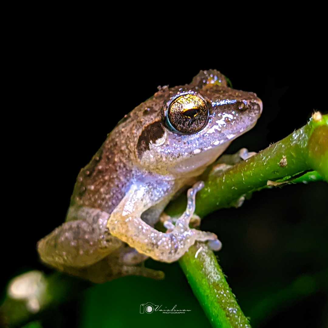 Waynad bush frog (Pseudophilautus wynaadensis) 🐸
