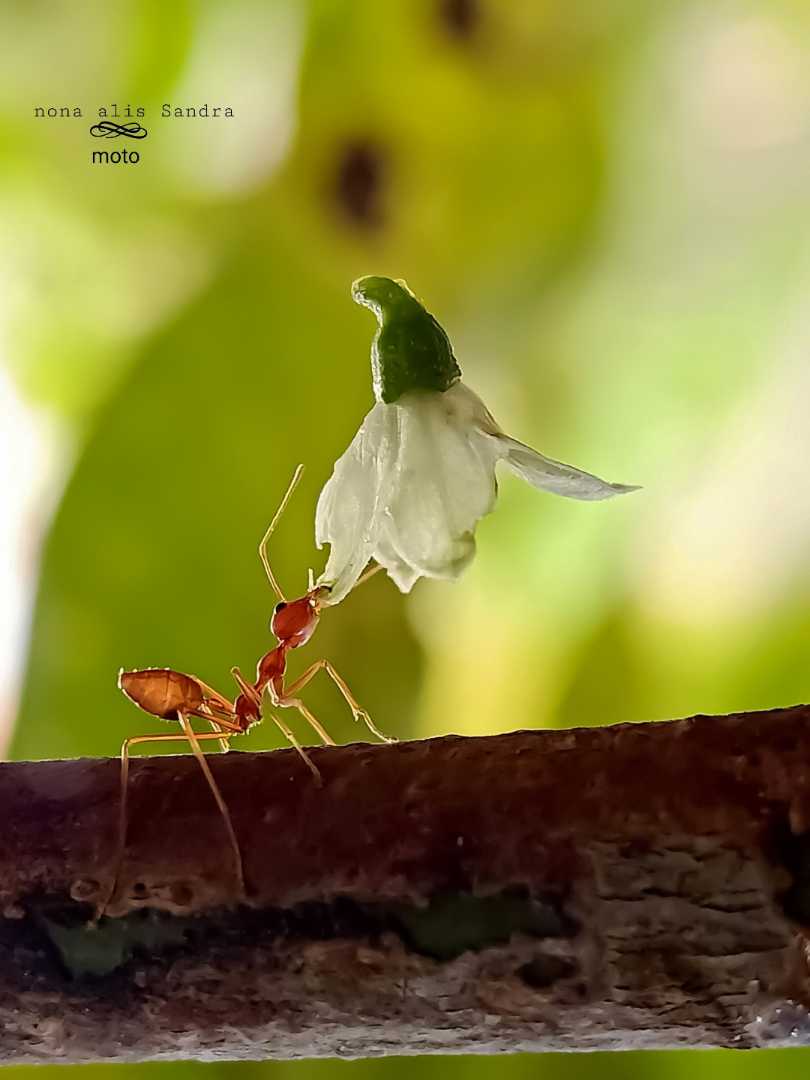 macro