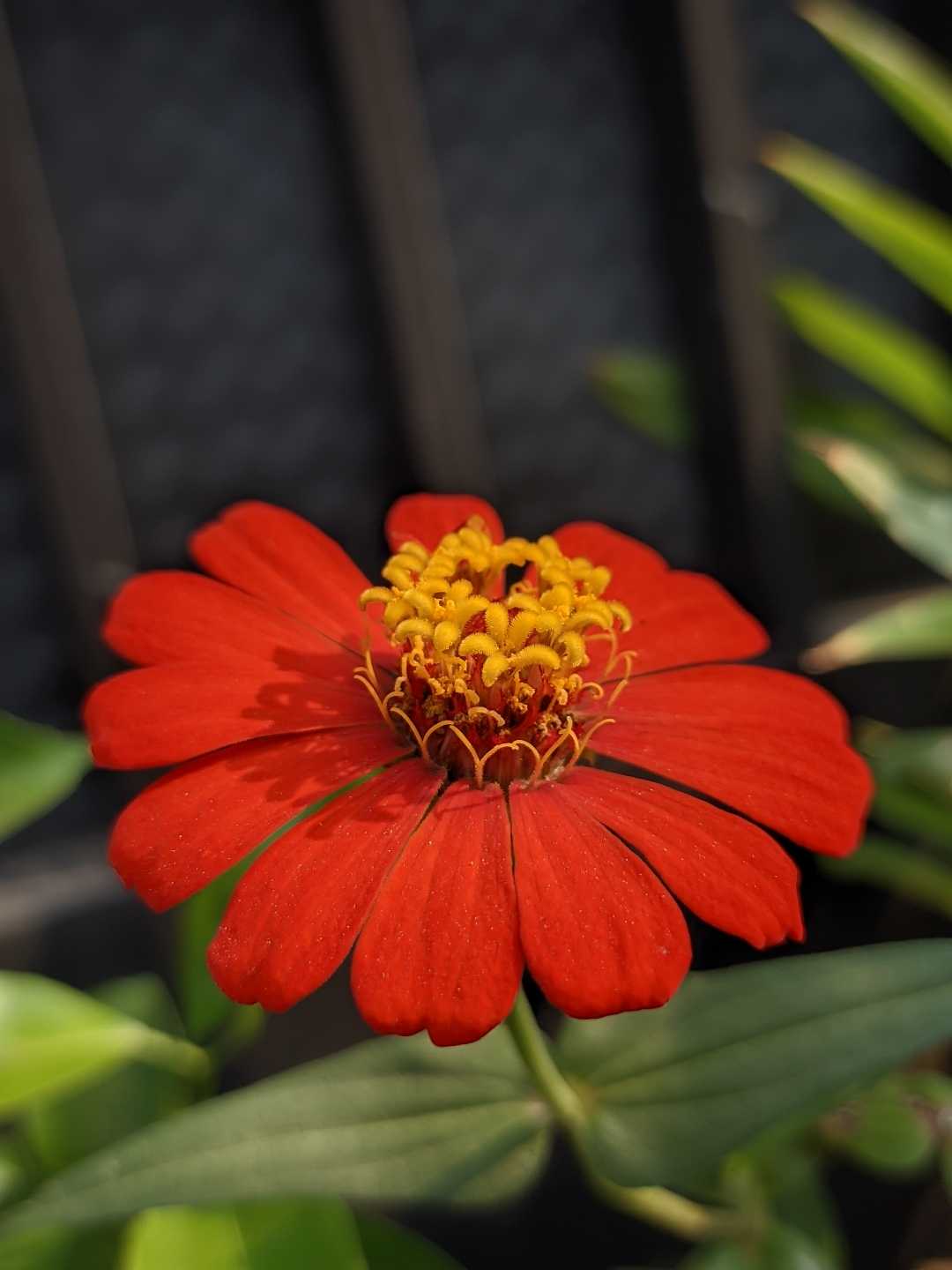bunga zinia
