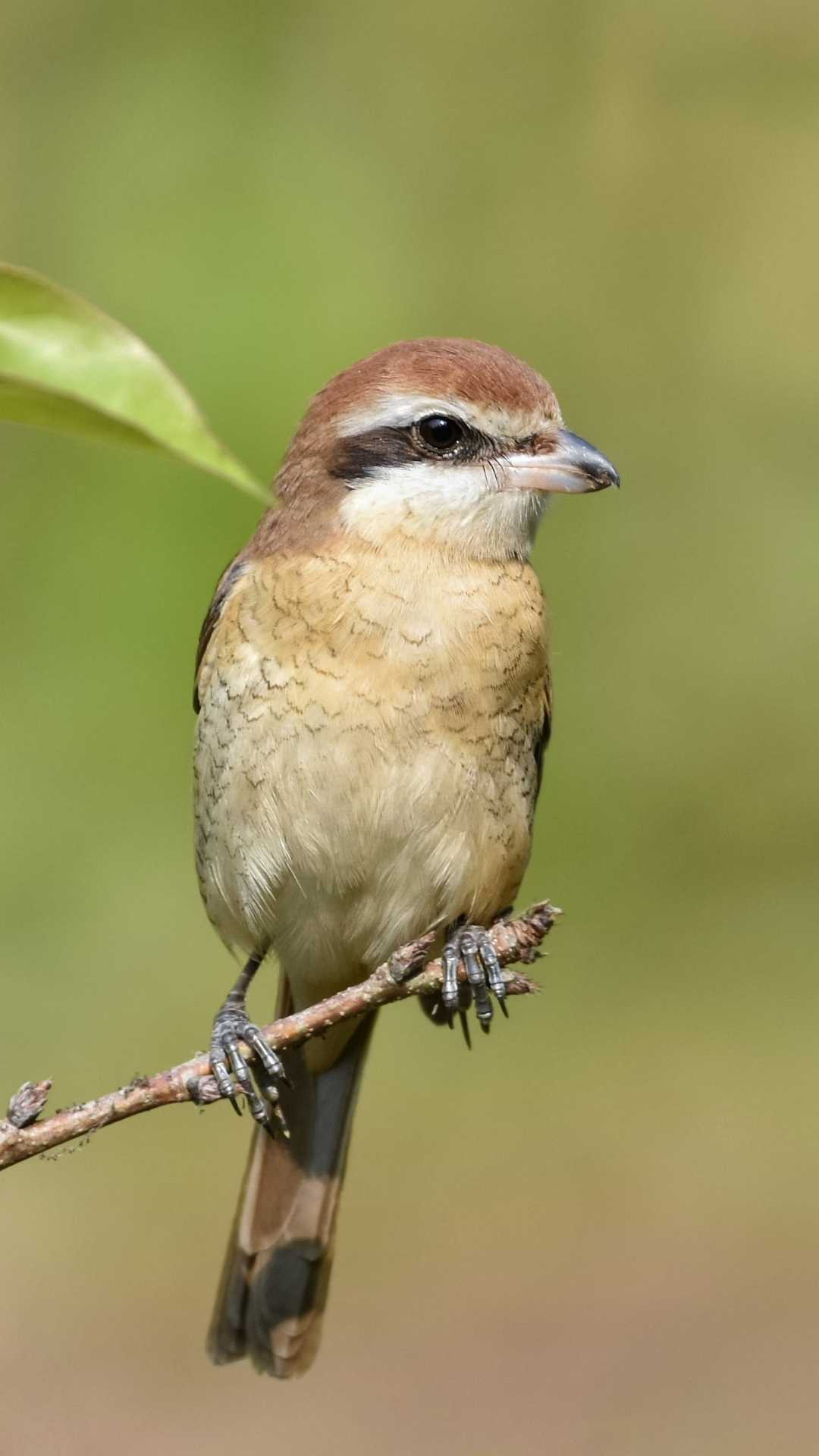 Cute little birdie 🐦