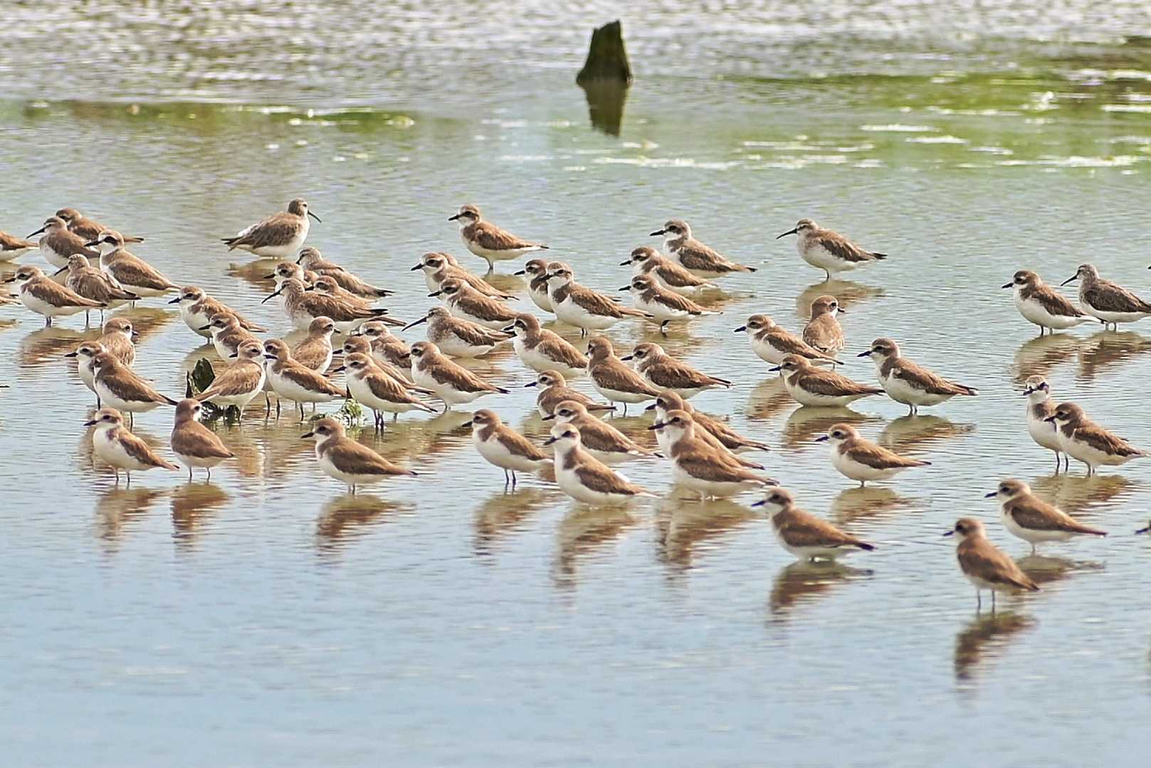 burung migran 
