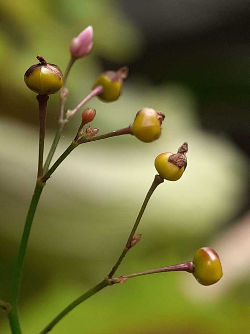biji buah kolesom Jawa 