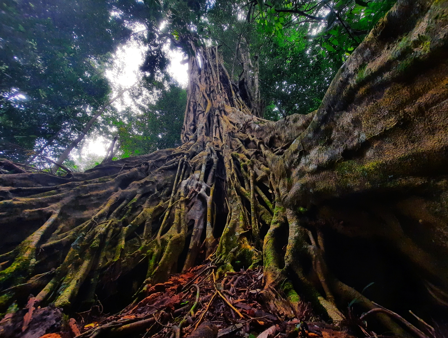 Nature Mysterious tree.