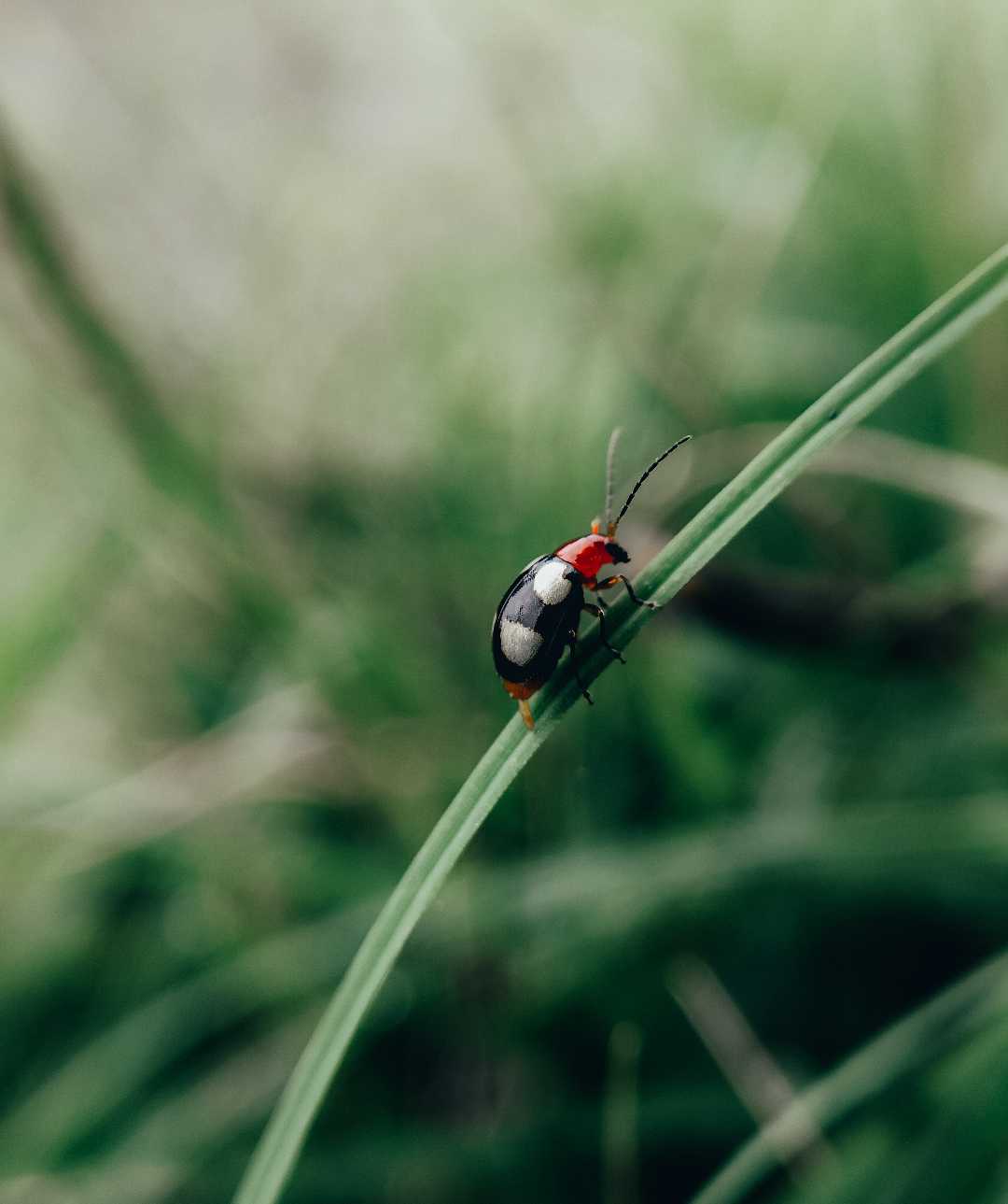Bug😍