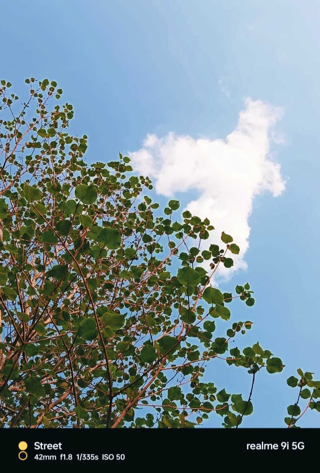 Cloudy leaves