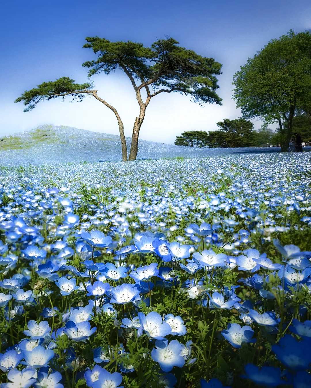 nemophila
