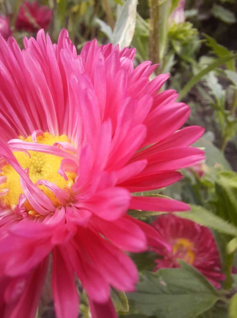 Chrysanthemum😍