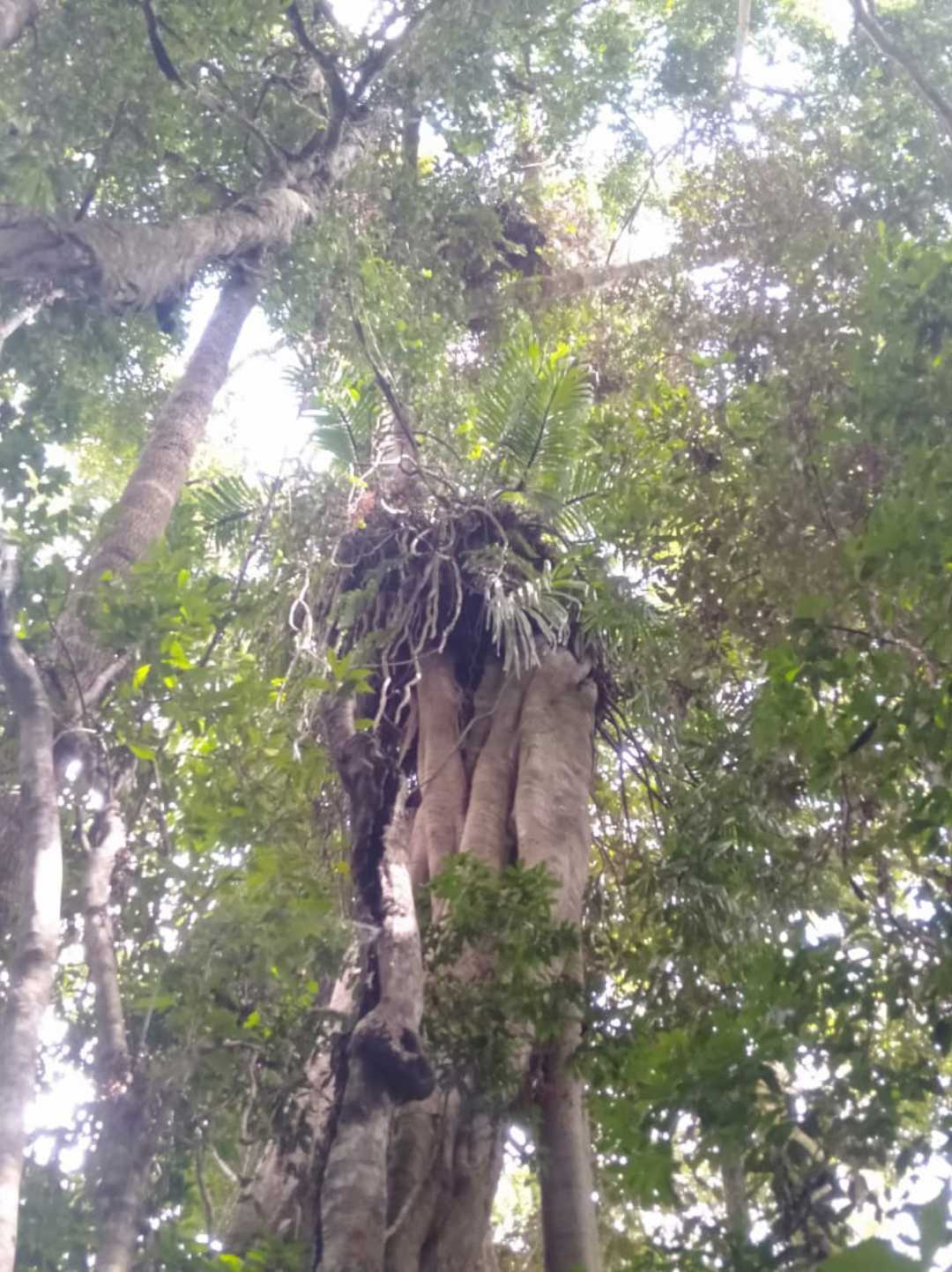 Anggrek Tebu