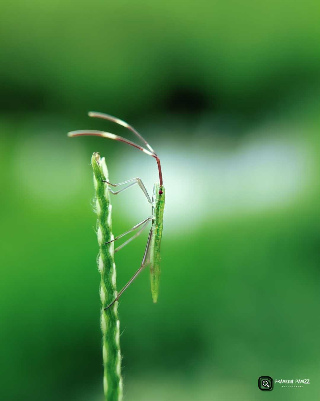 macro 