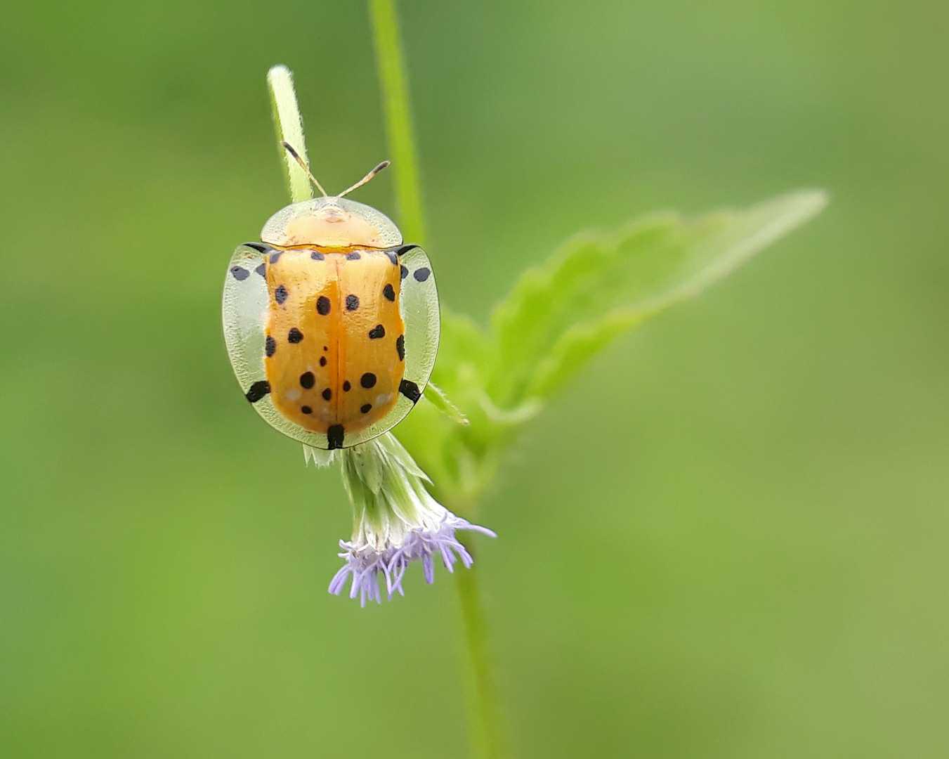 Aspidimorpha miliaris 