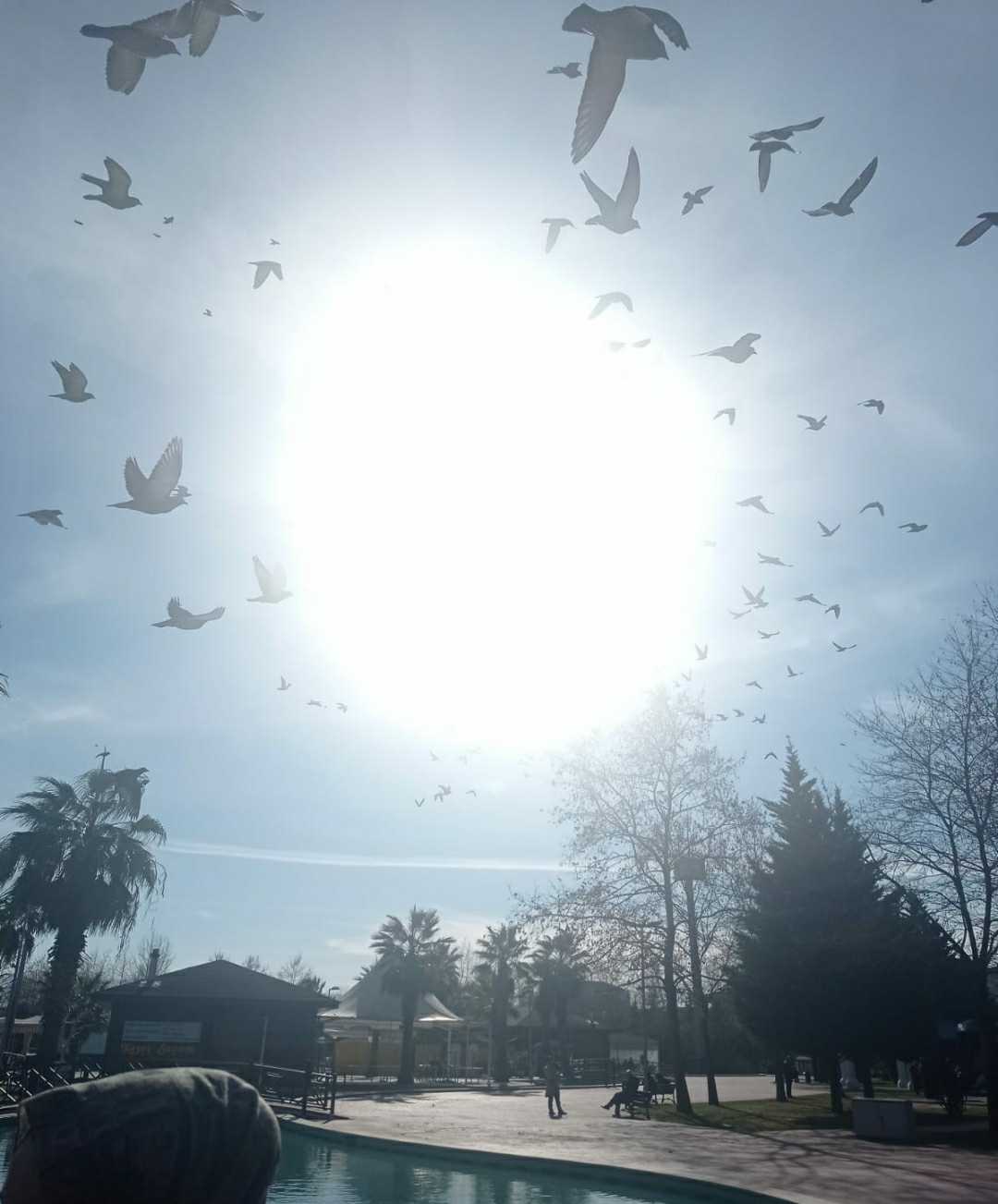 🕊