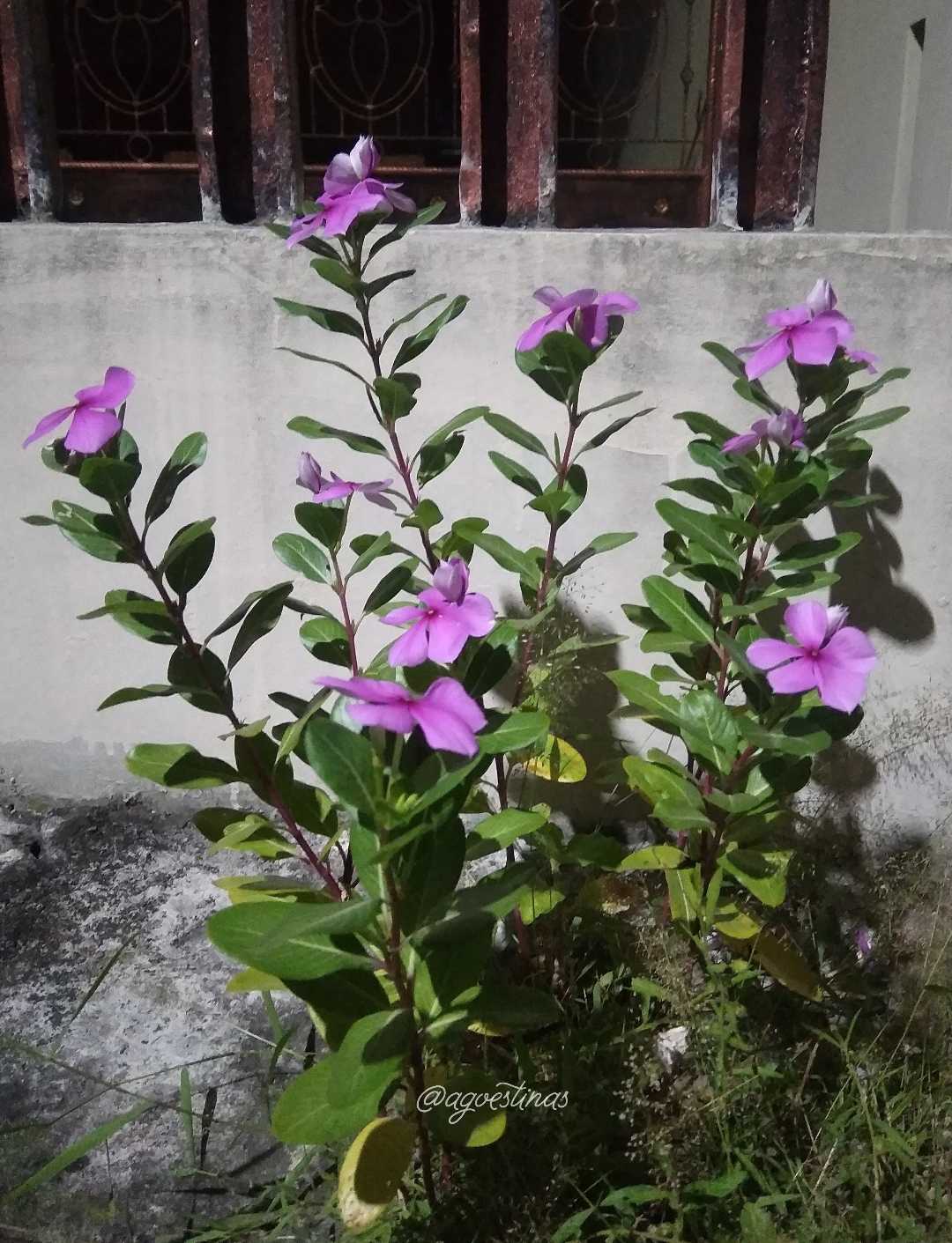 Tapak Dara 