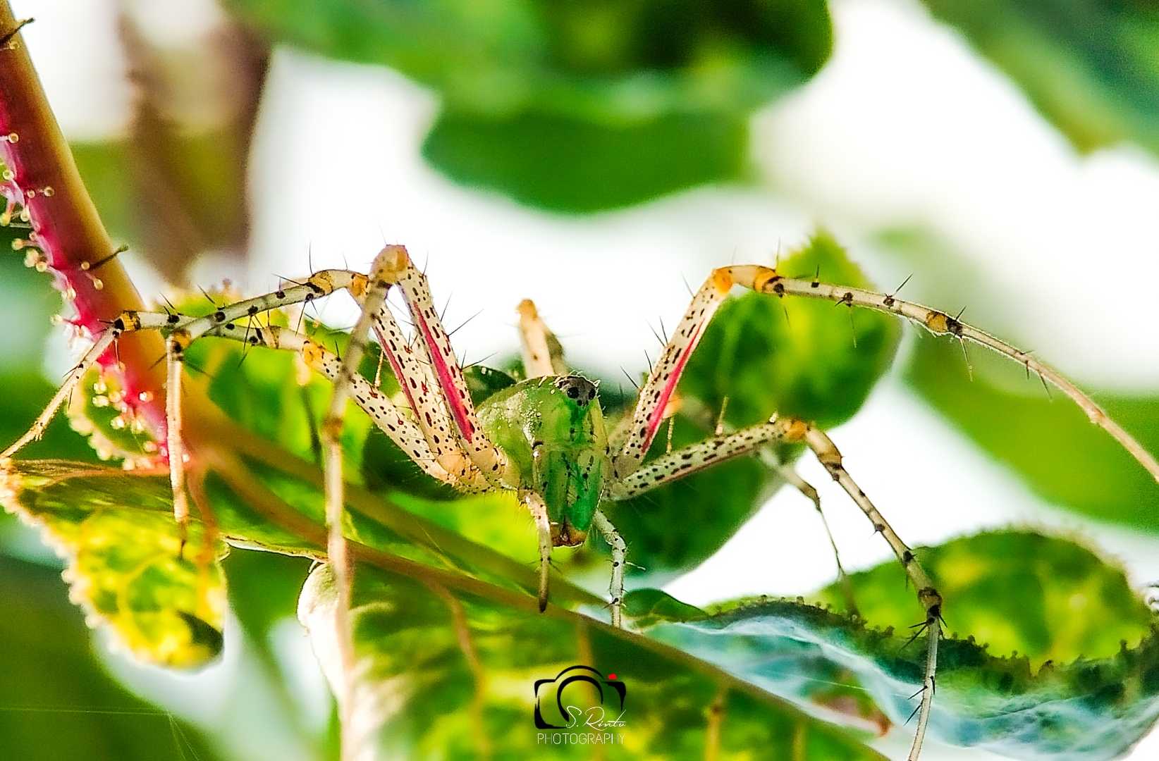 green lynx spider 