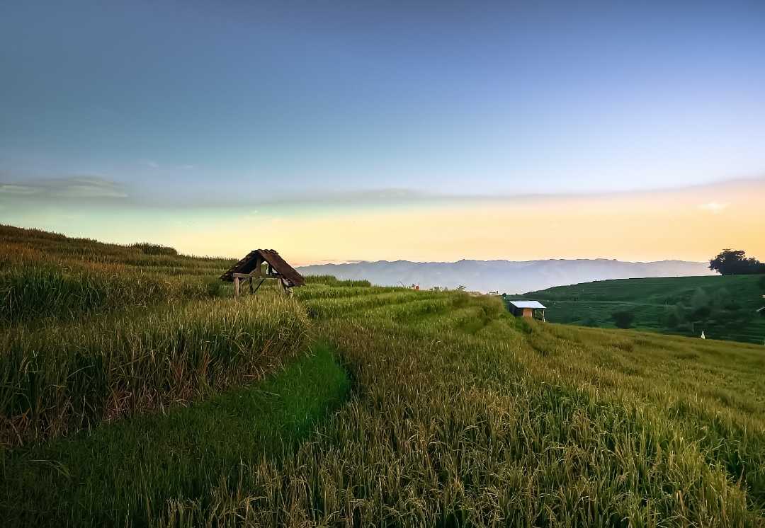 Sawah