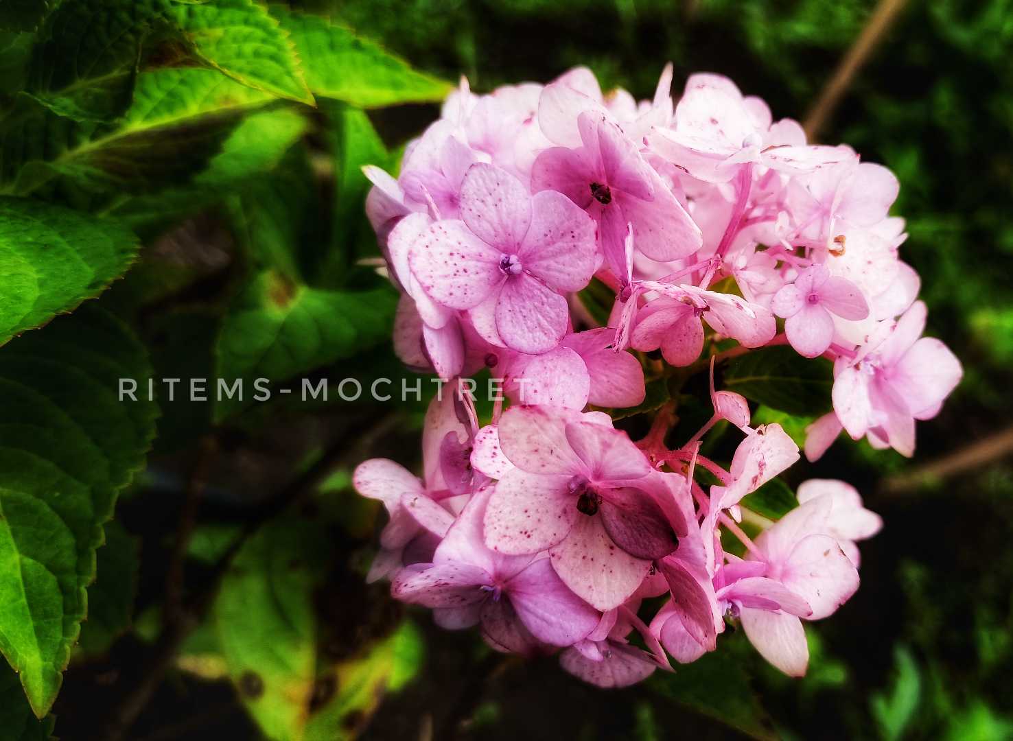 Hortensia Flower 