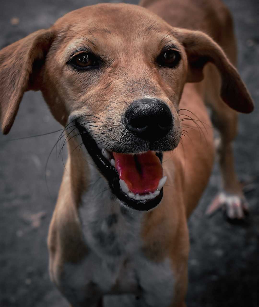 Face 🐶