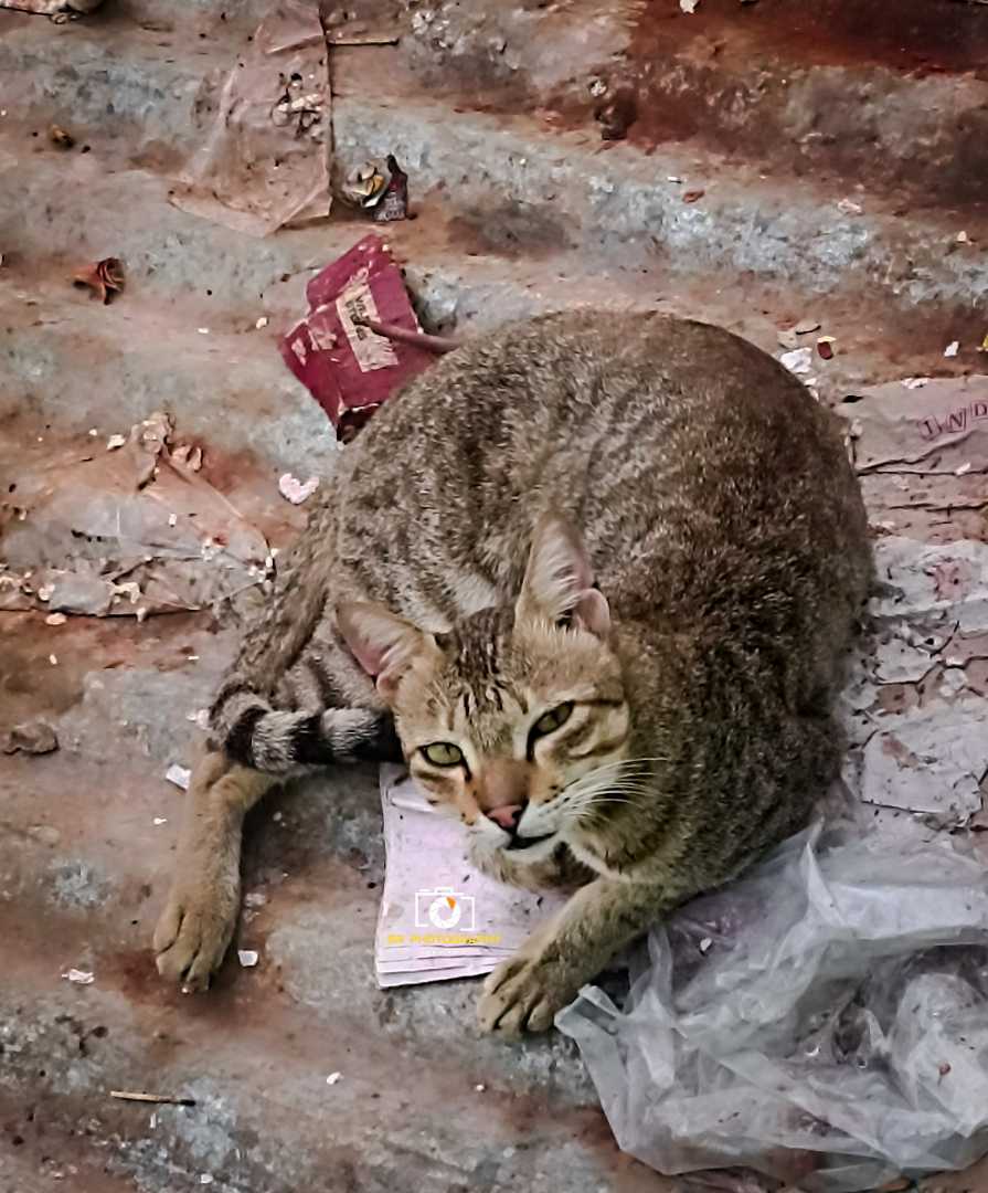 #cat#catreaction