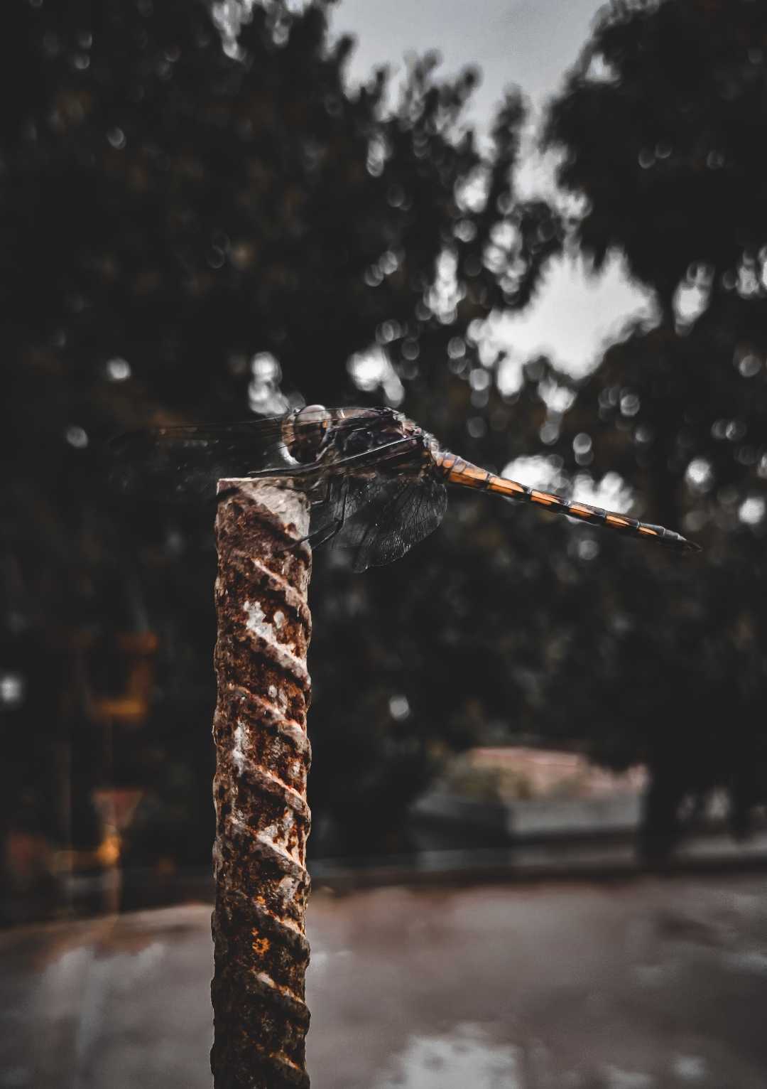 Dragonfly 