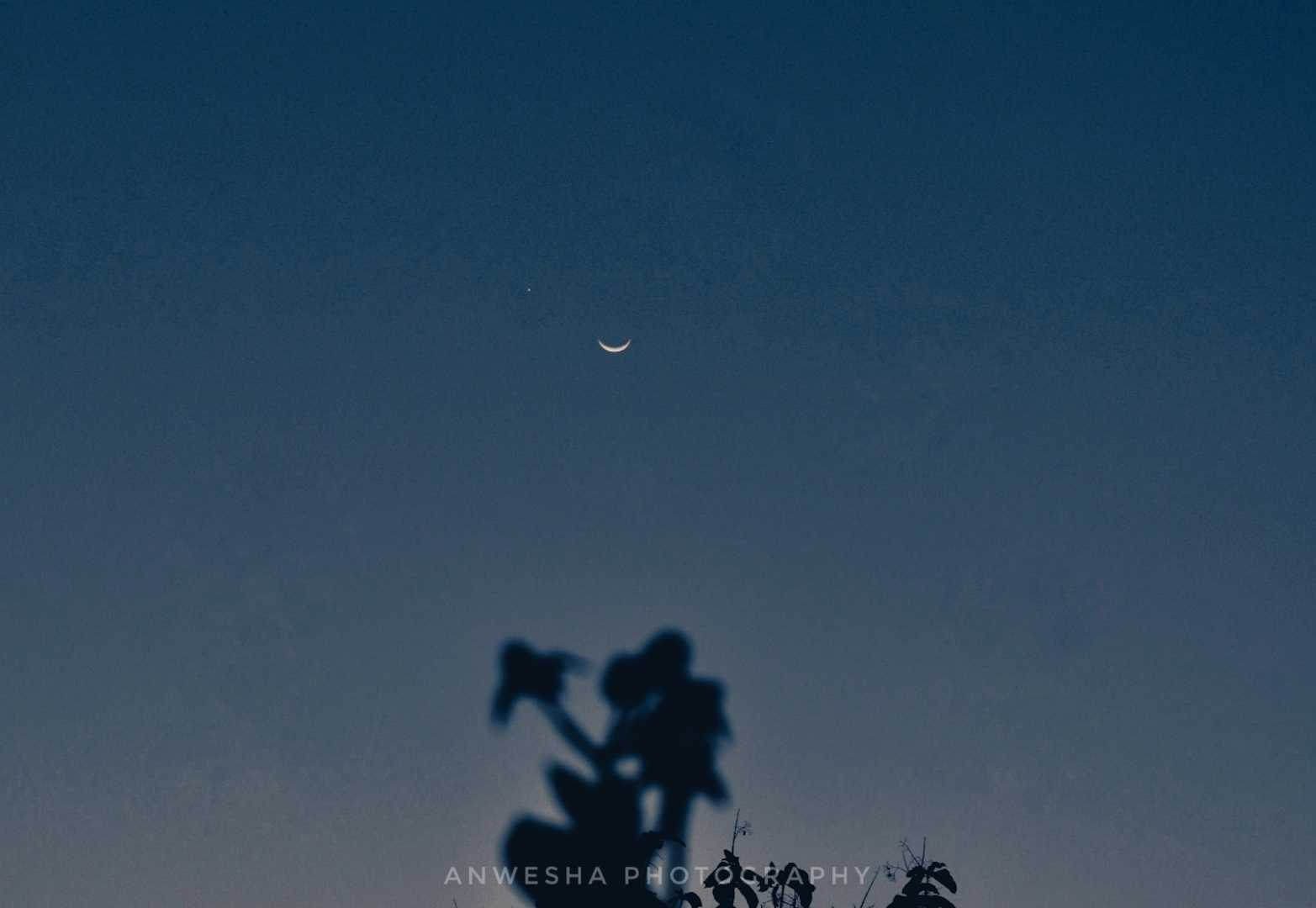 Selenophile🌙