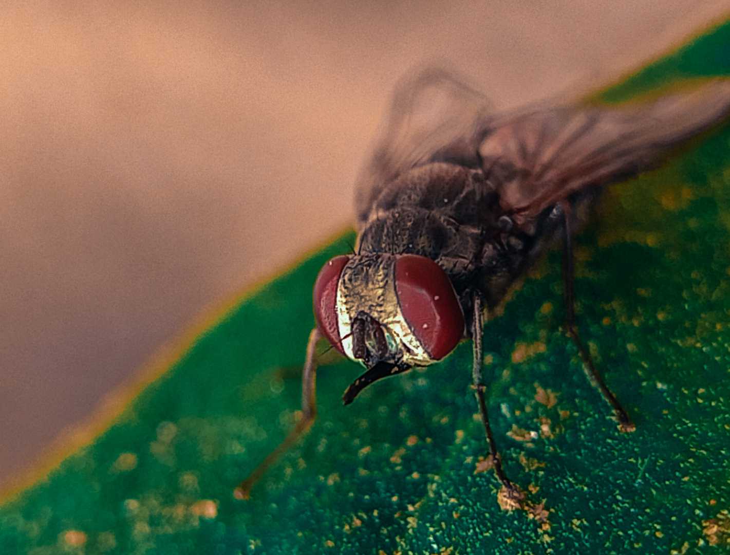 HOUSEFLY ~ 💚😉