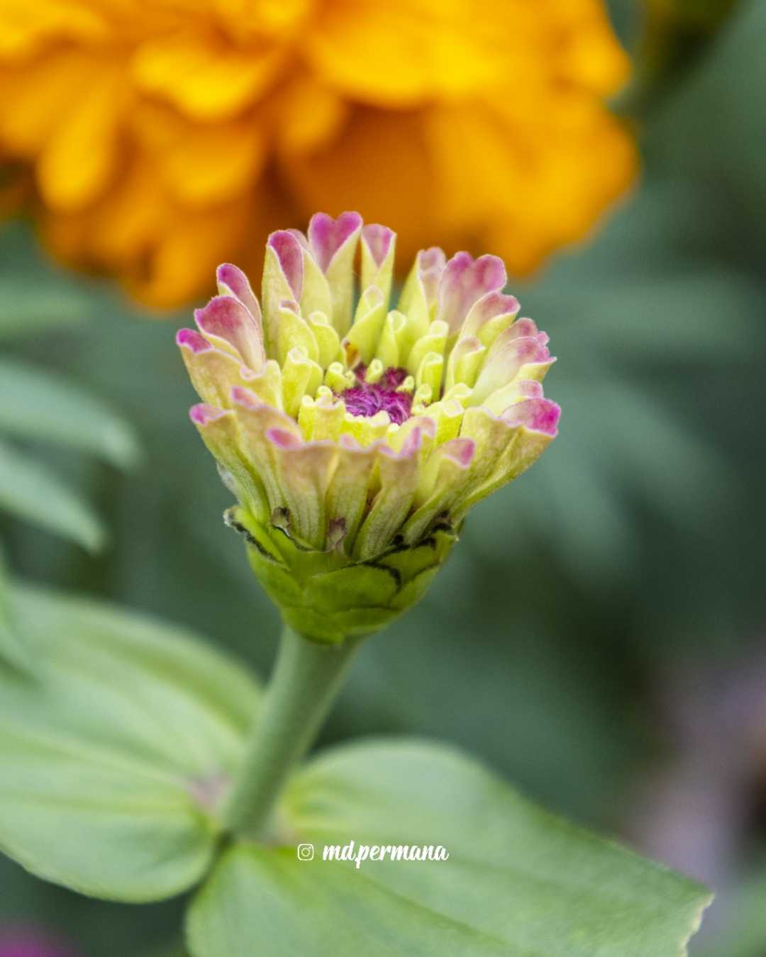 Baru mekar bunga zinia