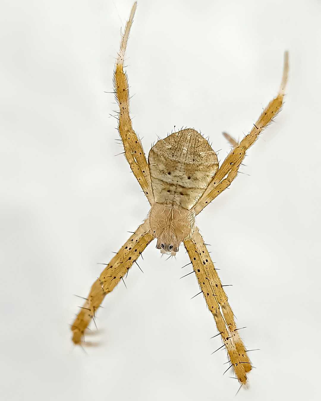 Argiope anasuja