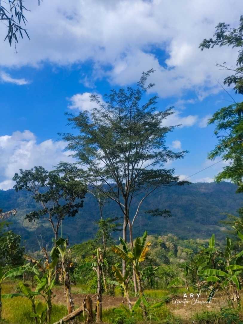 Pemandangan
