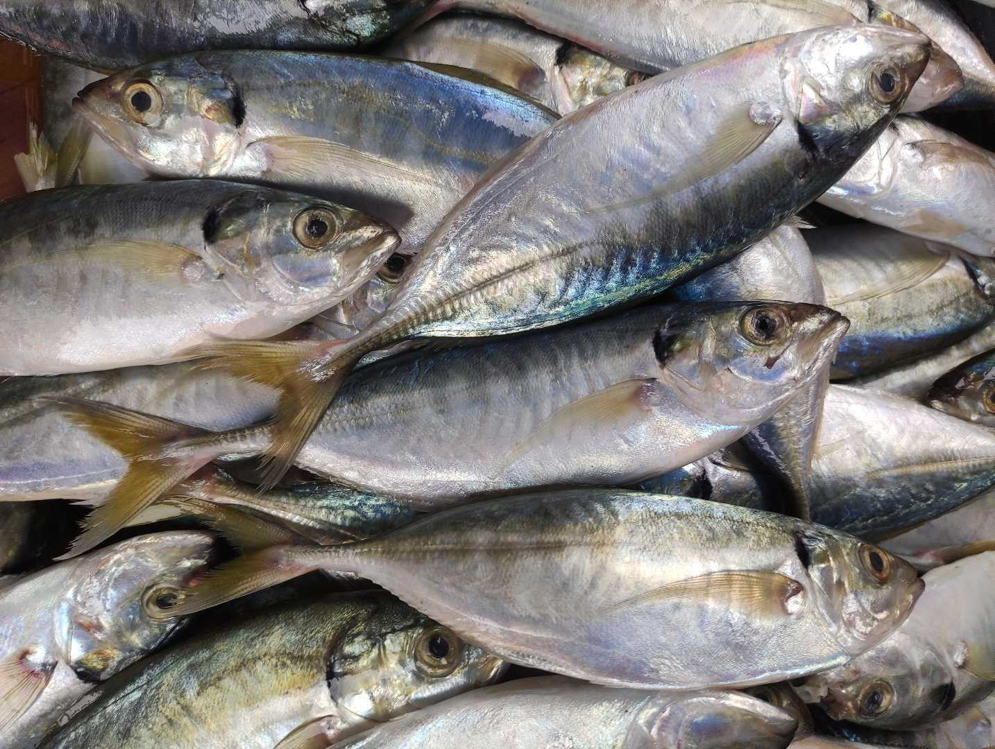 Ikan Kembung (Rastrelliger) 