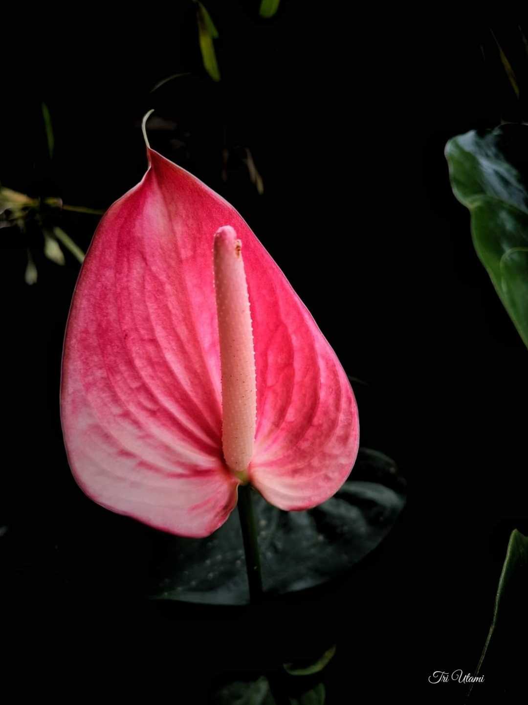 Bunga Flamingo