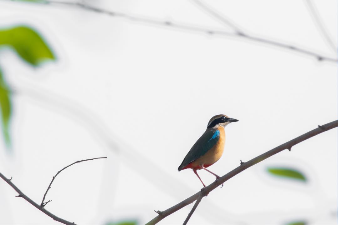 indian pitta 