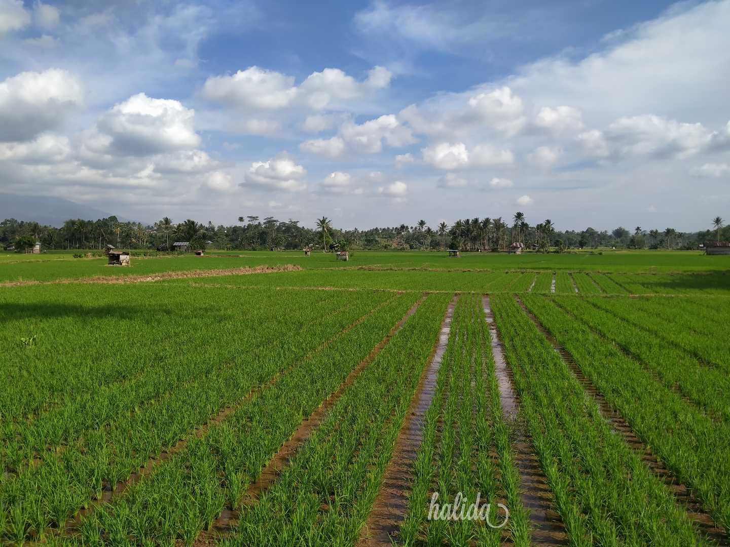 Pemandangan Sawah Luas Terbentang